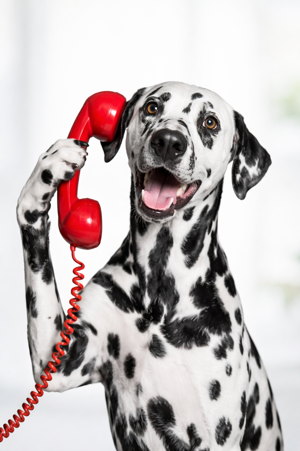 Dalmatiner mit Telefonhörer