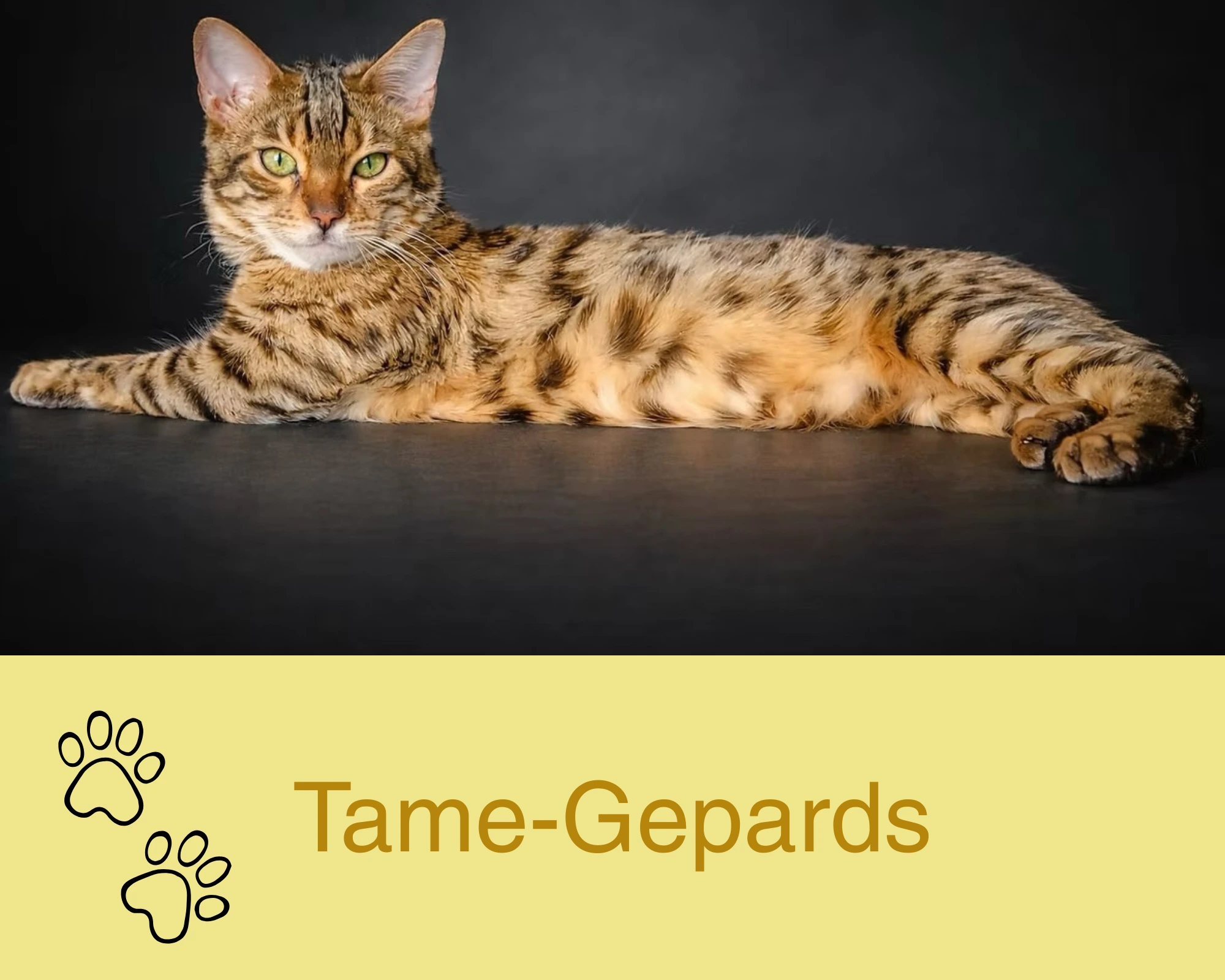 Tame-Gepards Bengalenzucht