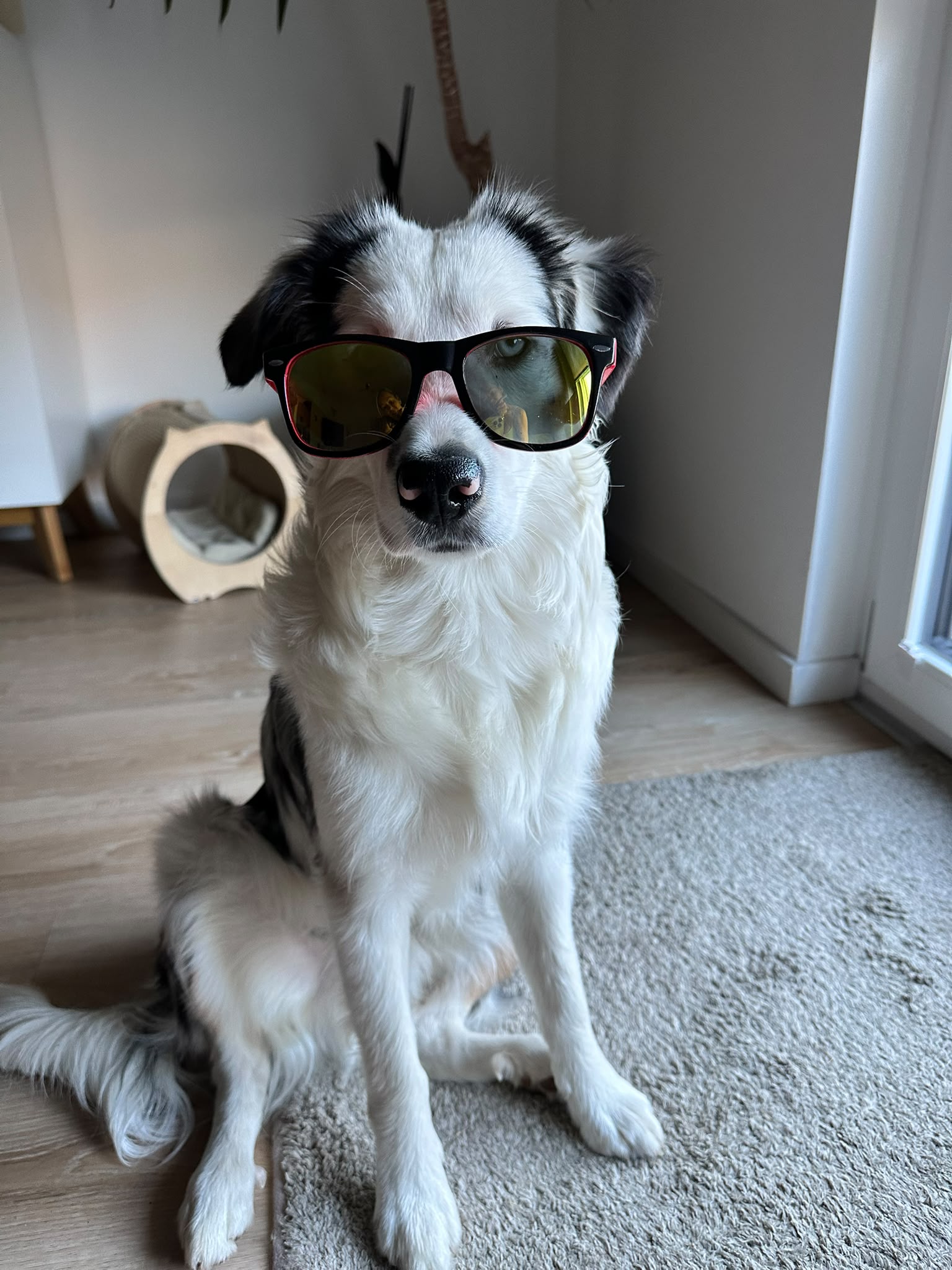 Mini Aussie Luis mit Sonnenbrille im Zuhause von Futterheld