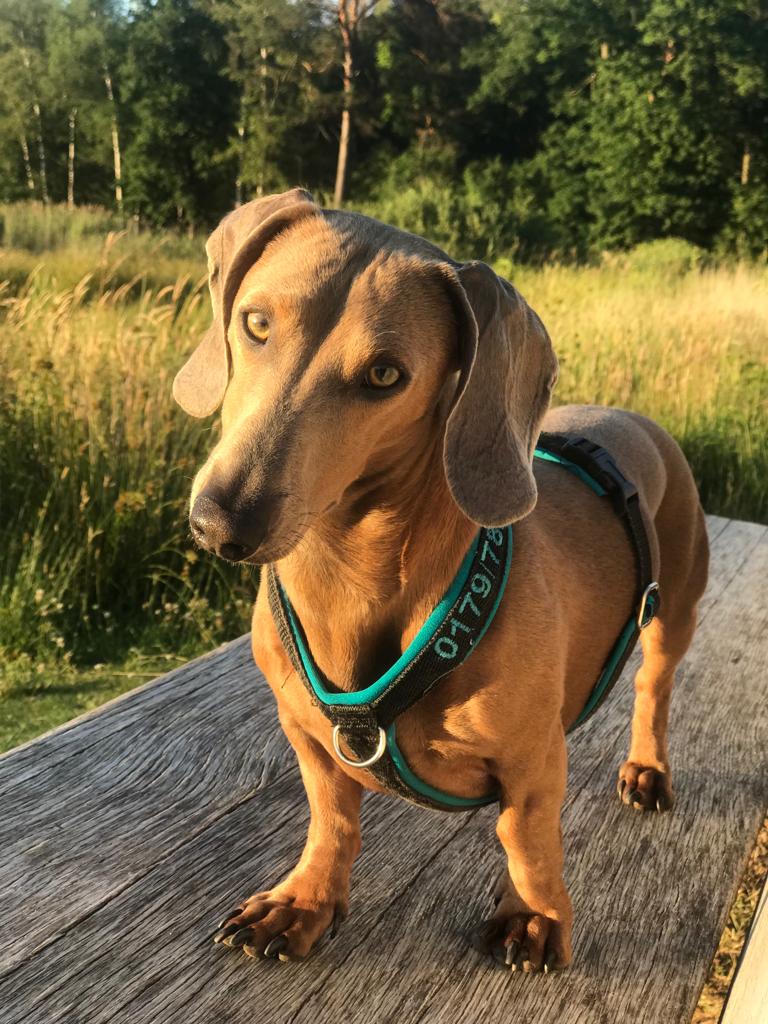 Roter Kurzhaardackel steht aufmerksam auf einer Holzbank in der Abendsonne