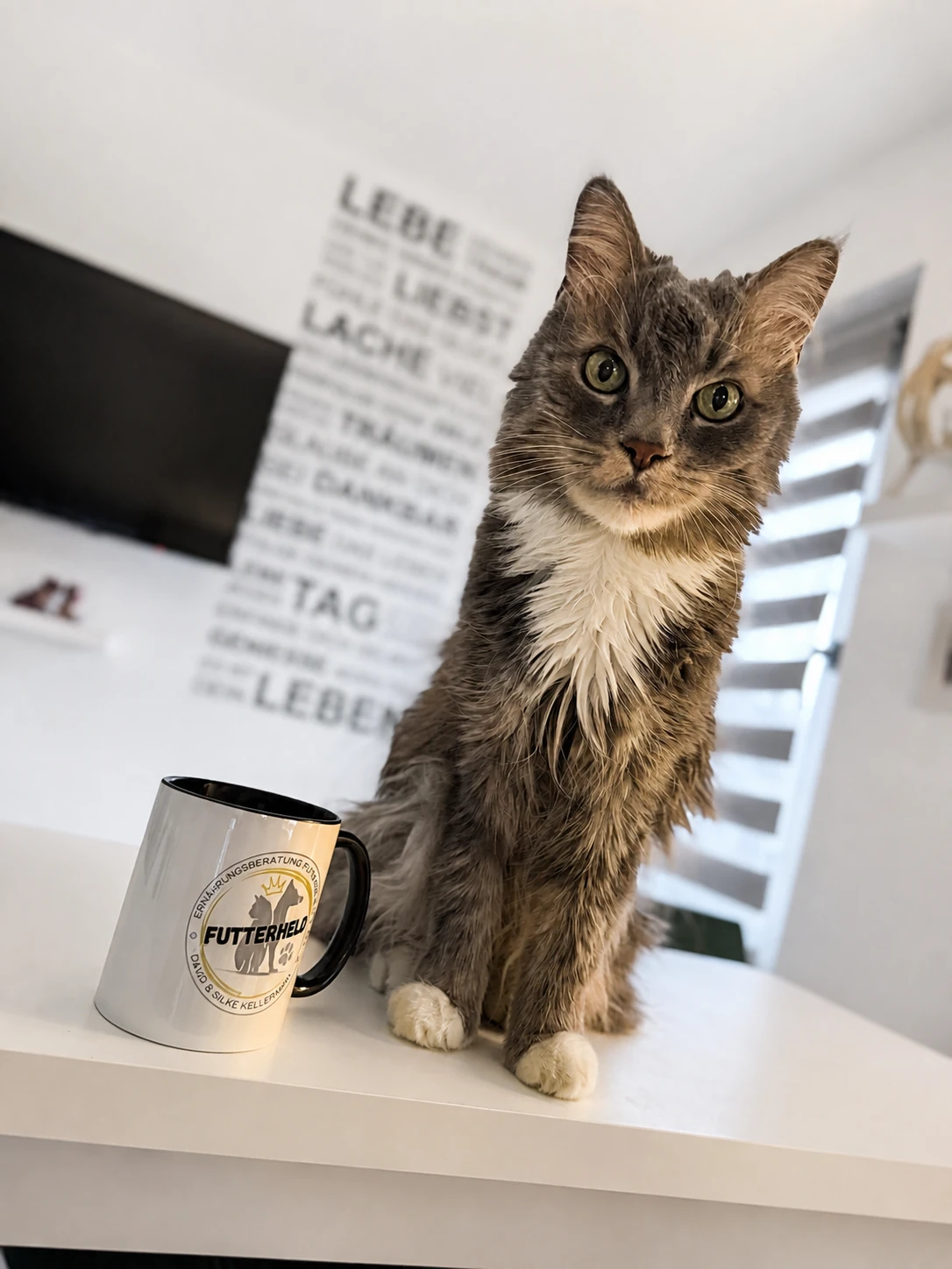 Futterheld Katze Dino neben einem Becher mit Futterheld Logo