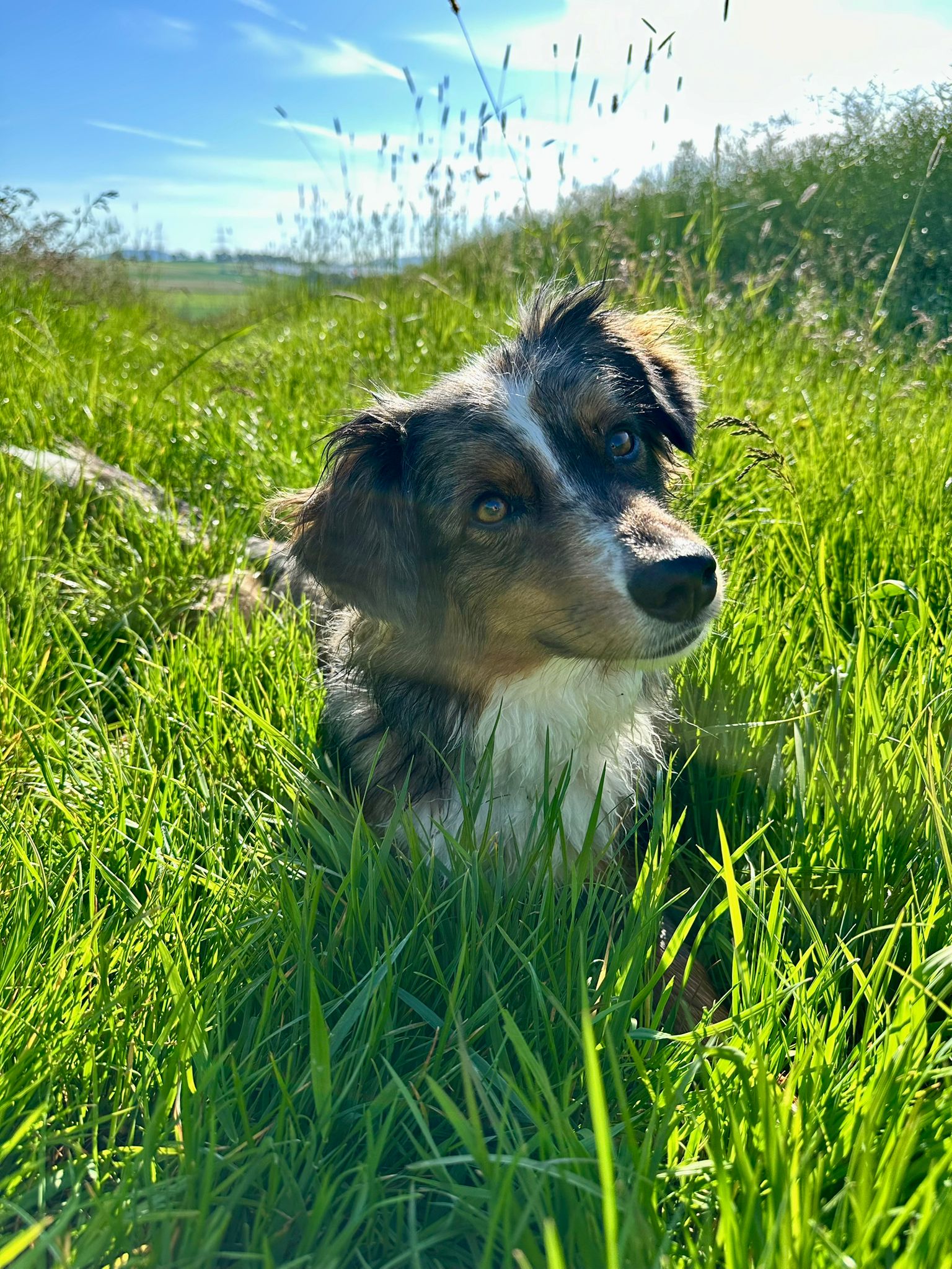 Mini Aussie Nemo im hohen grünen Gras