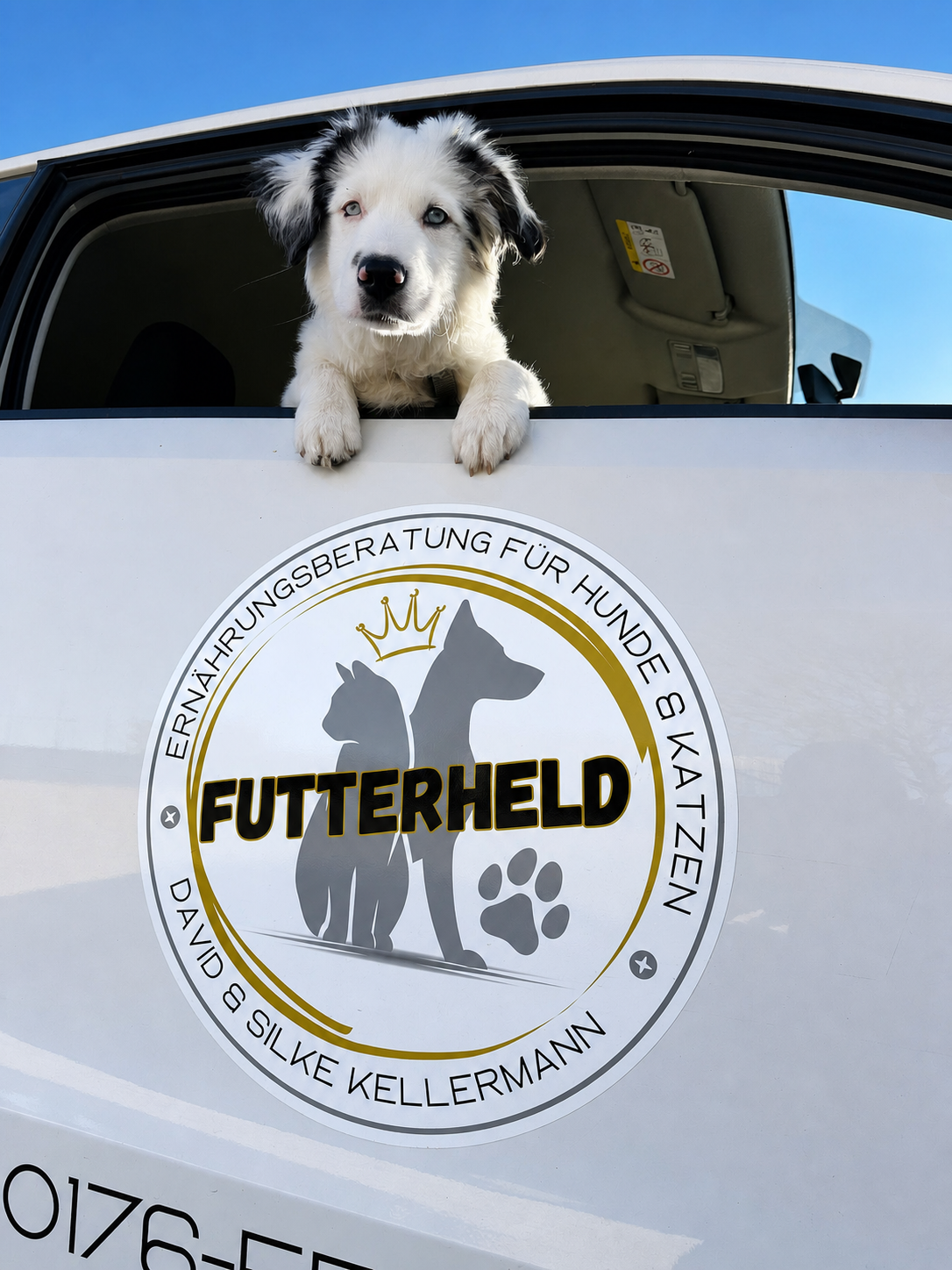 Mini Aussie Luis schaut aus dem Futterheld Fahrzeug