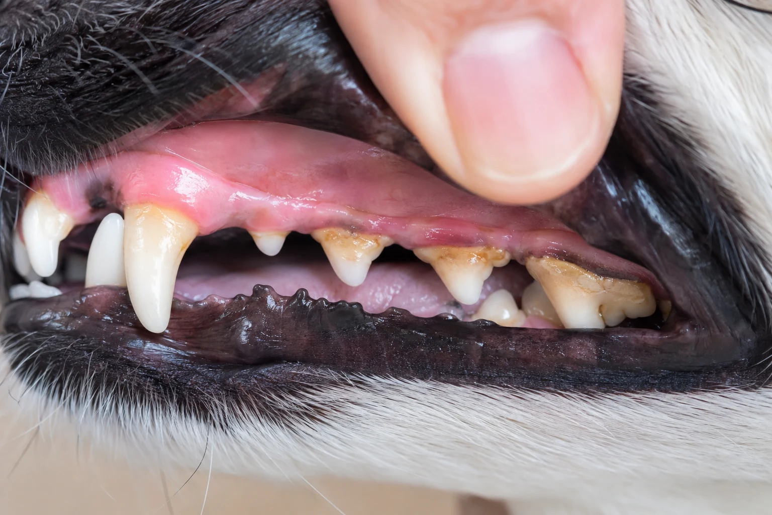 Fotorealistisches Hundegebiss mit Plaque und beginnendem Zahnstein